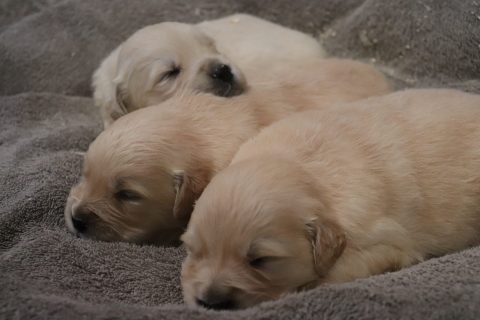 Golden Hills Retrievers - HOME