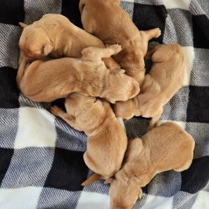 Georgia & Royals puppies arrived! Boy #5