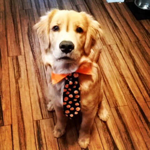 REVIEWS - Golden Hills Retrievers