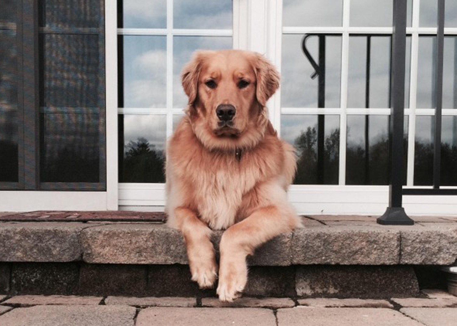 golden retriever on porch