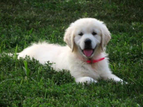 PUPPIES - Golden Hills Retrievers
