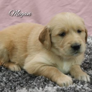 Golden Hills Retrievers - HOME