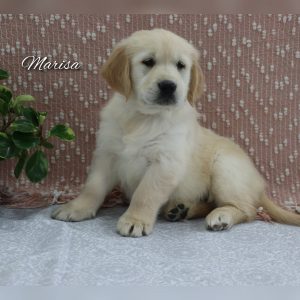 Golden Hills Retrievers - HOME