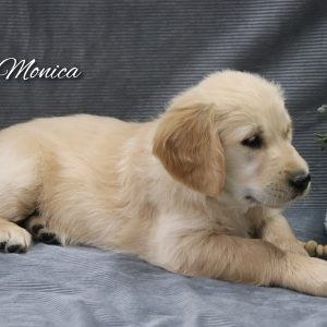 Golden Hills Retrievers - HOME