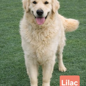 Lilac & Wrangler Boy #4