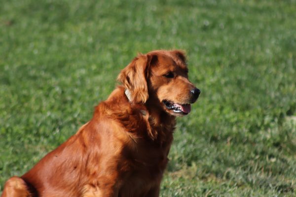 Upcoming litter (Maple & Royal) - Image 6