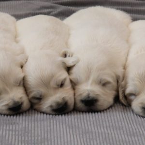 Tracy & Storm (Upcoming Litter)