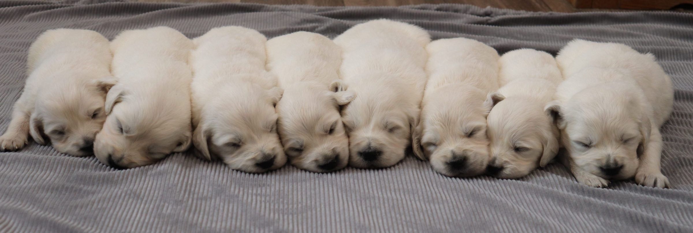 Tracy & Storm (Upcoming Litter) - Image 4