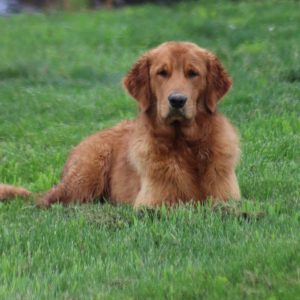 Golden Hills Retrievers - HOME