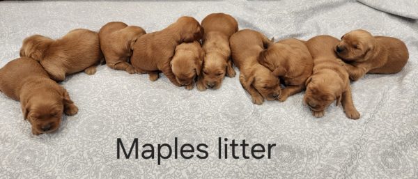 Upcoming litter (Maple & Royal) - Image 4