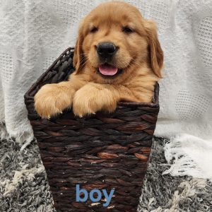 Boy  (Georgia & Royals litter)