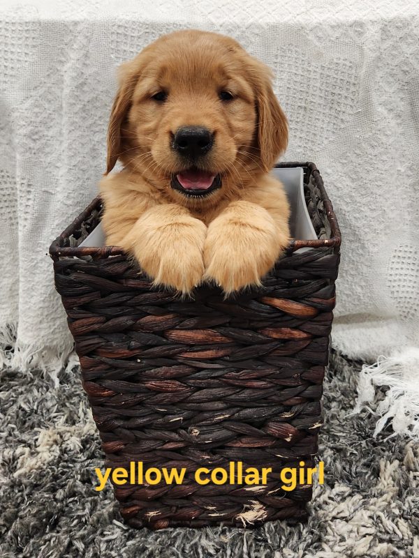 1st choice girl (Georgia & Royal)
