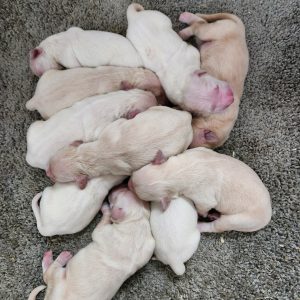 Lilac & Wrangler Boy #3