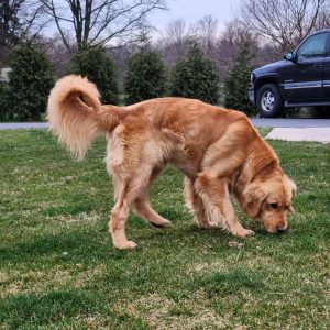 Bowser (retired male)