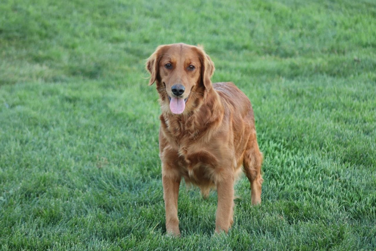 Hazel